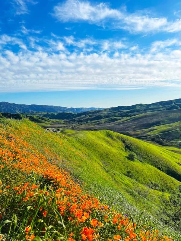 A Day of Forgiveness: Cultivating Compassion, Mindfulness, and Emotional Resilience